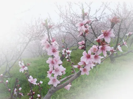 春天 草地 桃花 梨花 渐变透明元素20免抠背景场景背景元素 春天 草地 桃花 梨花 渐变透明元素20免抠背景场景背景元素
