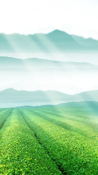 蓝色茶园风景图免抠