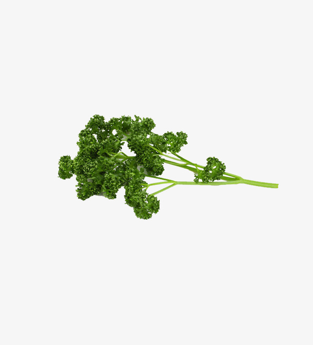 植物芹菜叶子免抠