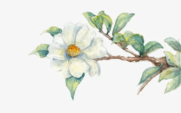 手绘山茶花素材免抠