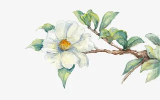 手绘山茶花素材免抠