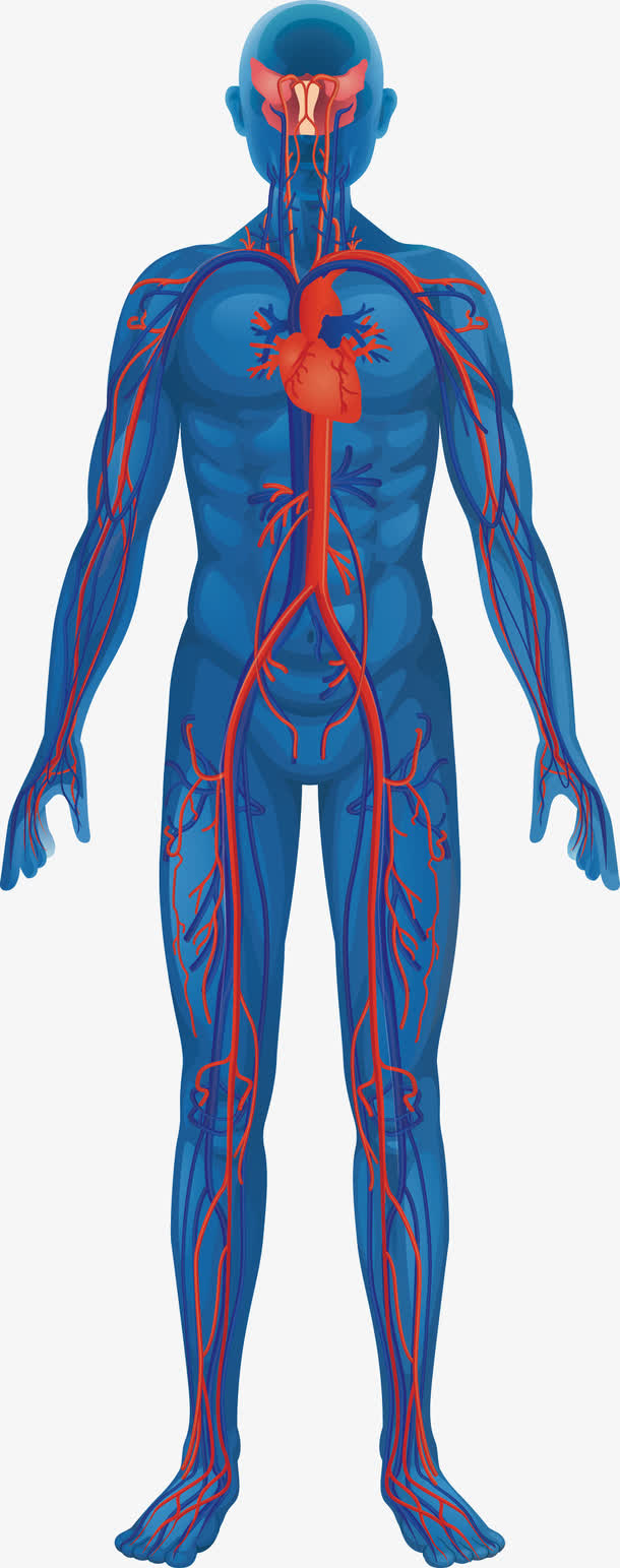人体和心脏免抠