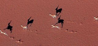 大自然藏羚羊红土地背景图高清