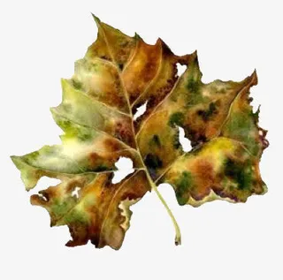 枯叶免抠