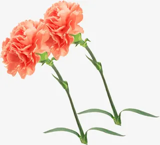 粉色水彩花朵植物装饰母亲节免抠