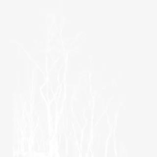 圣诞节装饰白色树枝图案免抠