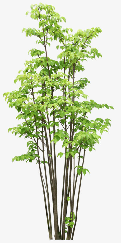 绿树免抠其他元素