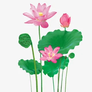 创意手绘红色的荷花效果免抠