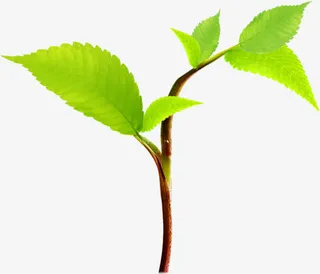 夏日卡通绿色树苗效果图免抠