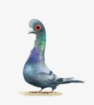 手绘鸽子免抠