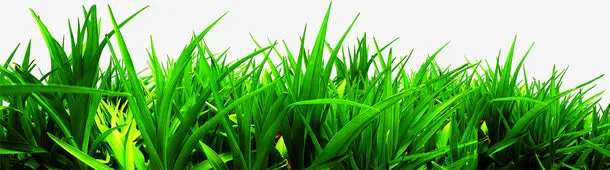 绿色夏日植物草丛免抠