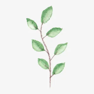 水彩手绘树枝上的叶子免抠