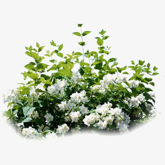 花丛免抠