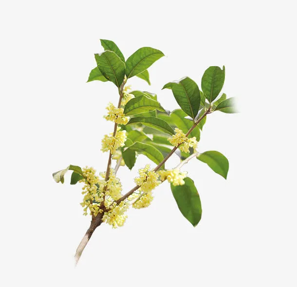 桂花免抠