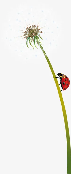 白色 柔软 蒲公英免抠