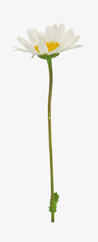 花朵装饰免抠