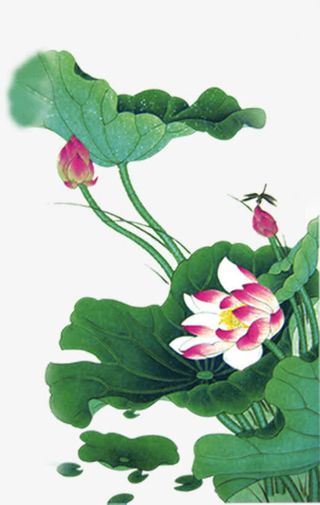 绿色淡雅荷叶池塘荷花免抠