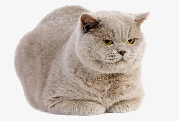 凶恶肥猫免抠