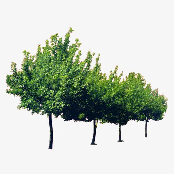 园林花草免抠