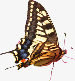 紫色纹理春天蝴蝶免抠装饰动物元素