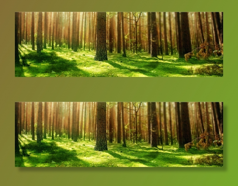 唯美树林背景高清