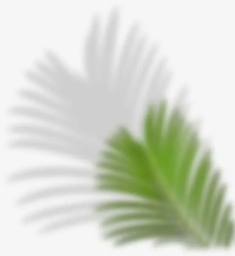 模糊 棕榈树叶子免抠