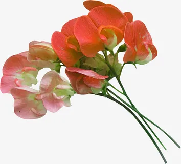 唯美花卉图片创意花卉图片免抠