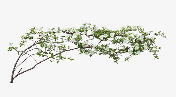树枝花朵免抠素材免抠