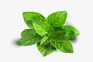 绿色薄荷叶1免抠