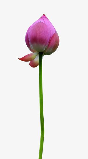 实物美丽荷花花苞免抠