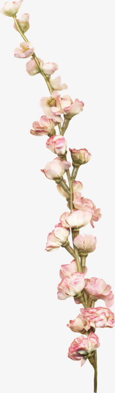 一串白花免抠PNG图片素材免抠