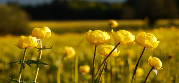 清新花草海报素材高清