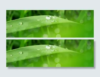 叶子清新背景高清