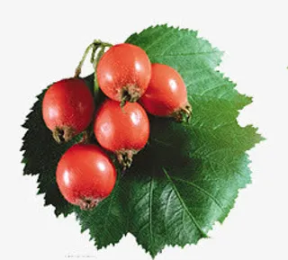 花束图片手绘鲜花免抠