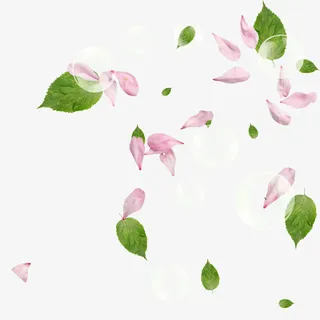 落叶桂花免抠 落叶桂花免抠