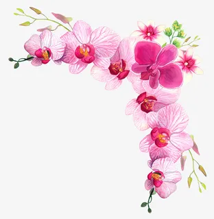 手绘粉色蝴蝶兰角边设计免抠 手绘粉色蝴蝶兰角边设计免抠