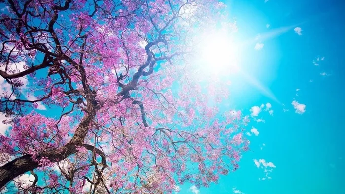 美丽的樱花，春天高清文艺清新背景