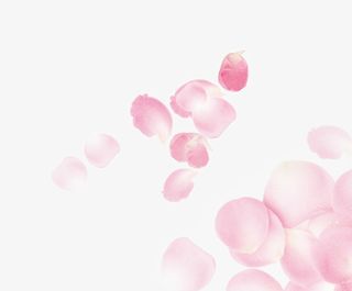 花瓣，花装饰，淘宝素材，花朵，免抠