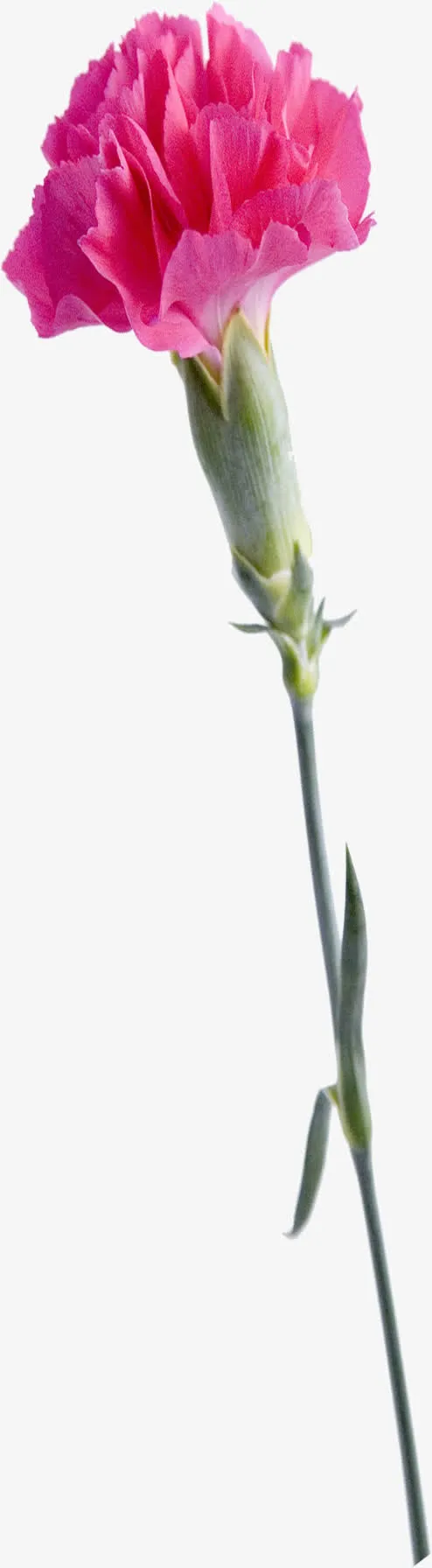 粉色盛开完美康乃馨花朵免抠