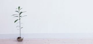 日系清新文艺阳光家居女装地板墙壁绿植盆栽淘宝背景高清