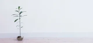 日系清新文艺阳光家居女装地板墙壁绿植盆栽淘宝背景高清