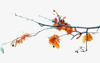 树枝绘画图案免抠