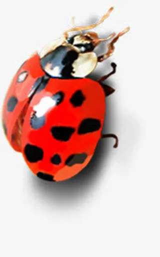 春天红色昆虫装饰免抠装饰动物元素