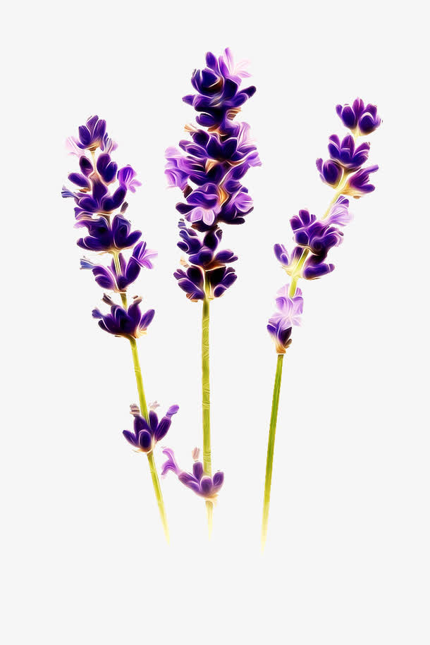 薰衣草免抠