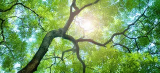 参天大树背景素材下载高清