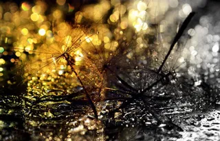 黄色夜晚树枝灯光免抠