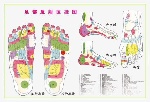 足部反射区挂图免抠