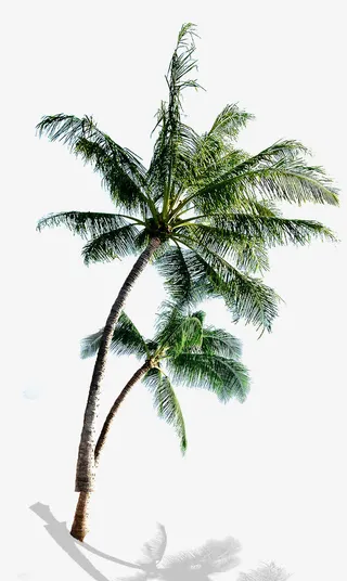 椰子树素材免抠