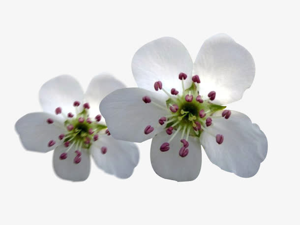 梨花花瓣图片素材免抠