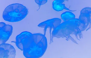 梦幻水母免抠